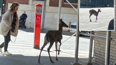 Injured deer wanders onto Upper West Side, stunning passers-by
