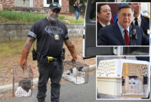 Now a crime for animal abusers to own pets in Suffolk County