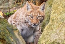 nine-month-old female lynx at the Newquay Zoo