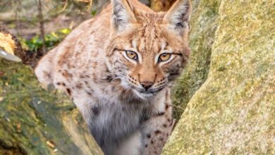 nine-month-old female lynx at the Newquay Zoo