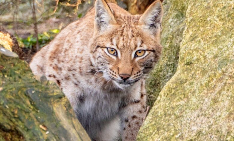 nine-month-old female lynx at the Newquay Zoo