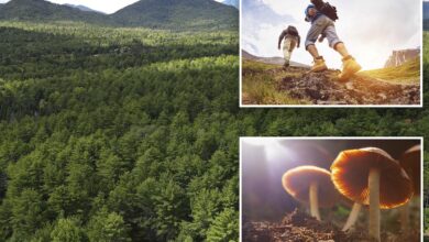 Two New York hikers called cops thinking their friend had died on a trail but were actually just high on mushrooms: authorities