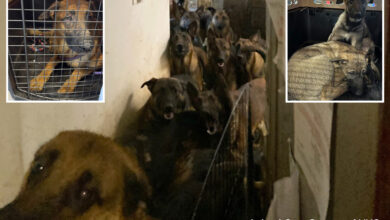 Cruel Queens dog hoarder could face 1 year behind bars