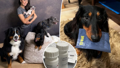 New longevity drug for dogs could extend your pet's life