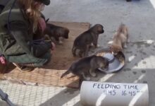 Funding for the Puppy Cam is made possible through a partnership with Alaska Geographic, using proceeds from their Denali Park Store which helps support interpretation, education, research, and science activities in the park.
