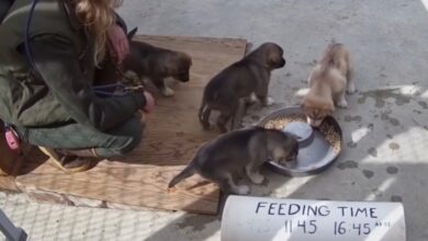 Funding for the Puppy Cam is made possible through a partnership with Alaska Geographic, using proceeds from their Denali Park Store which helps support interpretation, education, research, and science activities in the park.
