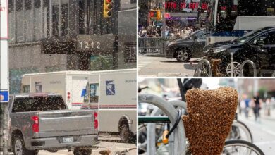 Why are there bee swarms buzzing through NYC — and what to do if you see one