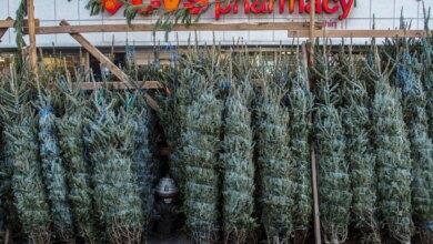 Christmas tree-seller explains why it's such a cutthroat business