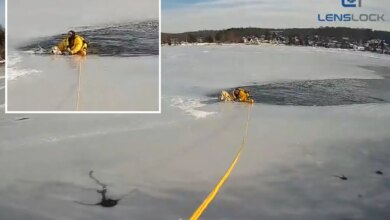 Dog stranded in middle of frozen NJ lake saved by daring police officer