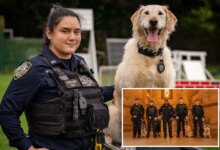 Exclusive | Take a bite out of NYC crime: NYPD calendar highlights canine heroes and human partners
