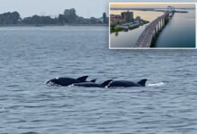 Long Island Sound's 'dead zones' of hypoxia hit historic low