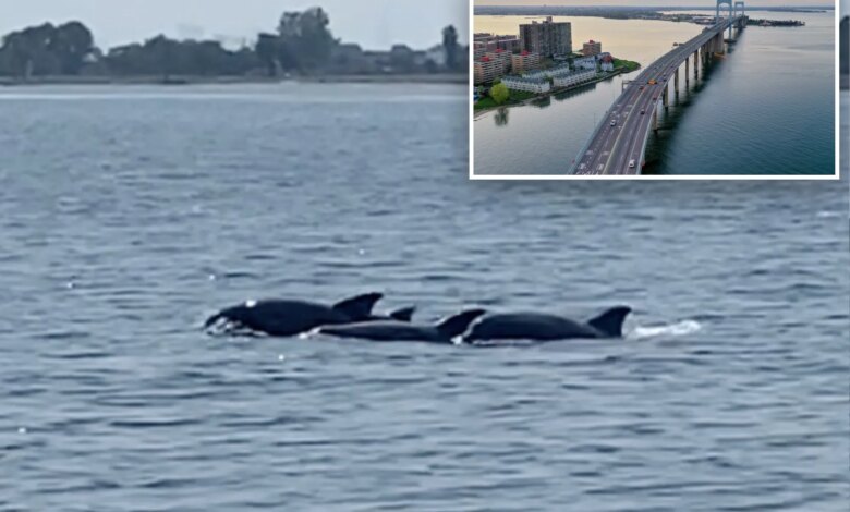 Long Island Sound's 'dead zones' of hypoxia hit historic low 1 Long Island Sound's 'dead zones' of hypoxia hit historic low