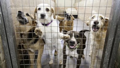 Five dogs in a cage at an animal shelter.