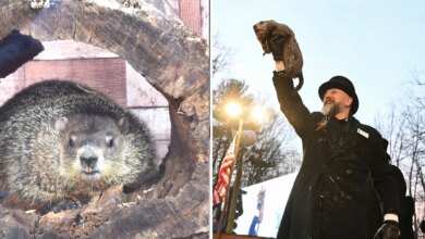 Here's when and where Punxsutawney Phil and Staten Island Chuck will make their predictions