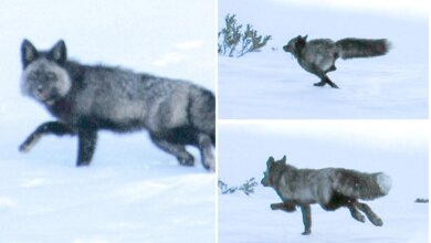 Highly elusive Sierra Nevada red fox spotted for the first time ever in CA mountains
