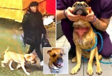 Poor pooch ditched by owner at NY cemetery with slit throat -- now he's up for adoption: DA