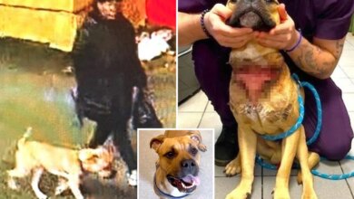 Poor pooch ditched by owner at NY cemetery with slit throat -- now he's up for adoption: DA