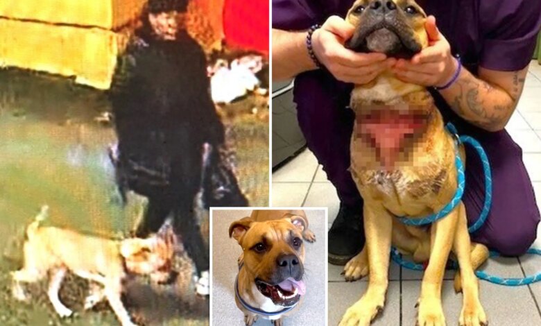 Poor pooch ditched by owner at NY cemetery with slit throat -- now he's up for adoption: DA