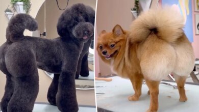 San Diego groomer giving dogs Brazilains BLs for rich owners