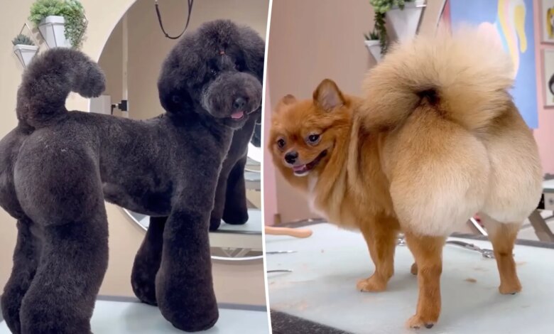 San Diego groomer giving dogs Brazilains BLs for rich owners