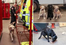 The elite Long Island K-9 unit who've been busting perps since they were pups