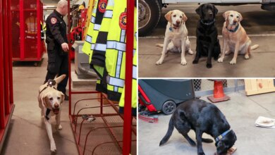 The elite Long Island K-9 unit who've been busting perps since they were pups