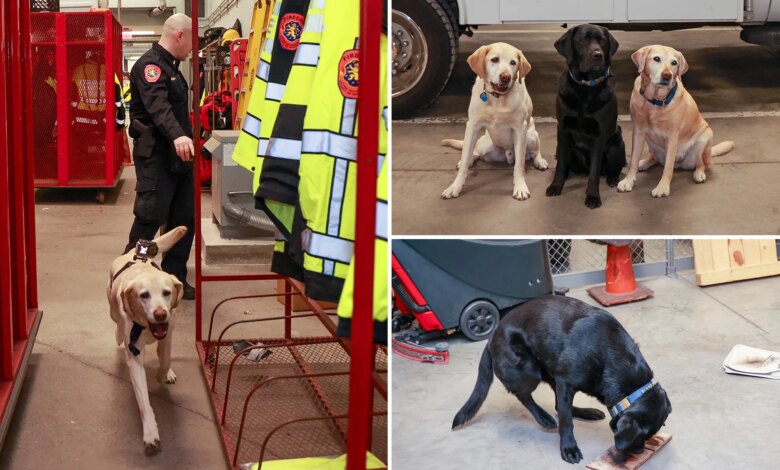 The elite Long Island K-9 unit who've been busting perps since they were pups