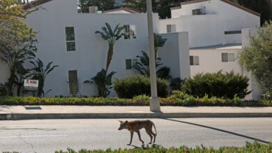 An injured coyote walks through a Pacific Palisades neighborhood.