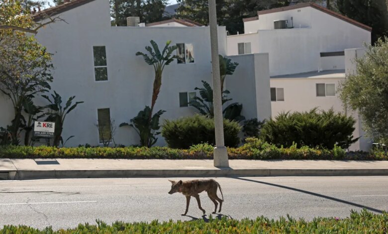An injured coyote walks through a Pacific Palisades neighborhood.