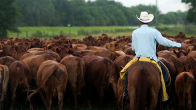 A cattle rancher in Florida