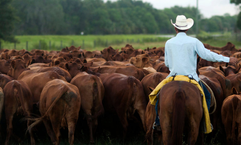 A cattle rancher in Florida