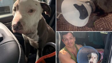 Animal abuse horror on Skid Row as dogs allegedly used to test drugs