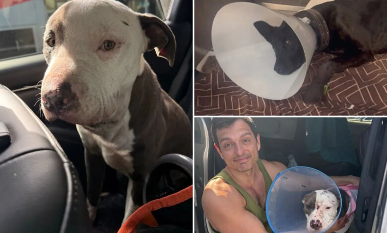 Animal abuse horror on Skid Row as dogs allegedly used to test drugs