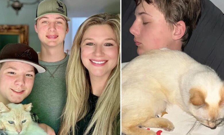 California cat lost seven years ago finds its way back to family