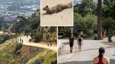 Dead squirrels spark health alert at famous Hollywood hiking trail