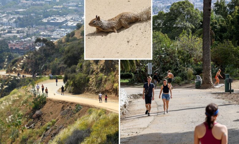 Dead squirrels spark health alert at famous Hollywood hiking trail