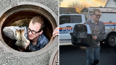 Kitten rescued after days in Massapequa sewer as cat-astrophe averted