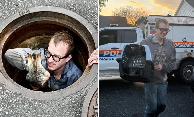 Kitten rescued after days in Massapequa sewer as cat-astrophe averted
