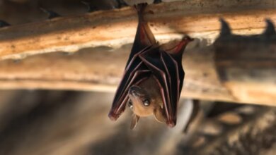 A small bat (Pteropus) hanging upside down from a spiky branch.