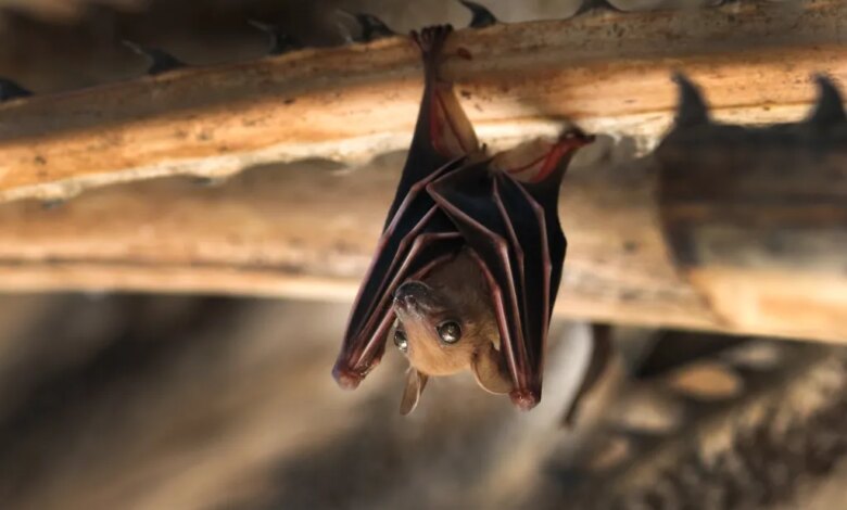 A small bat (Pteropus) hanging upside down from a spiky branch.
