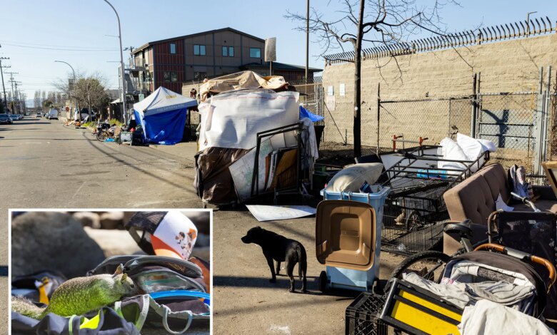 Berkeley leptospirosis outbreak turns deadly after human cases linked to rat-infested RV
