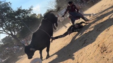Bull rider, 25, hospitalized after being trampled at NYC rodeo: video