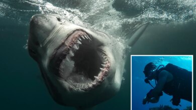 12-foot 'Sharkzilla' lurking in NY waters -- and her massive bite marks have triggered wild mutant theories
