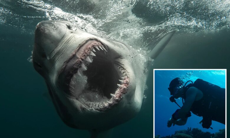 12-foot 'Sharkzilla' lurking in NY waters -- and her massive bite marks have triggered wild mutant theories