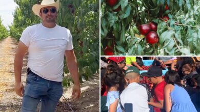 Central Valley farmer gives away thousands of free nectarines amid legal battle