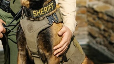 A K-9 police dog in a "SHERIFF" vest sits next to a sheriff deputy.