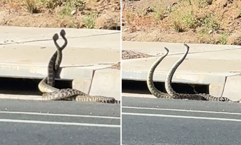 Rattlesnake showdown as California faces surge in activity