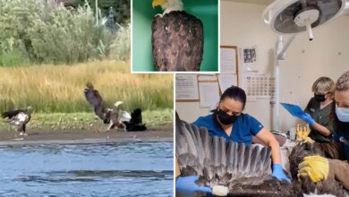 Video shows fight that injured Big Bear Bald eagle Jackie