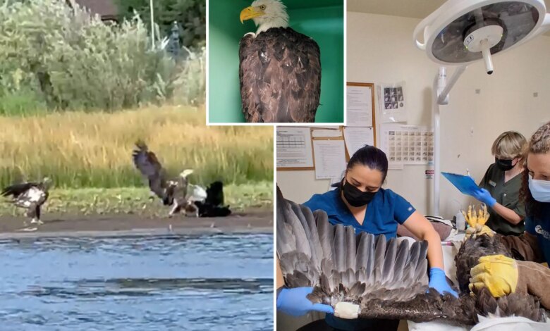 Video shows fight that injured Big Bear Bald eagle Jackie