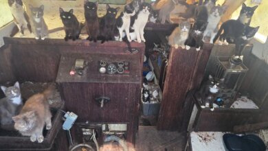 Dozens of cats rescued from boat near Tacoma’s Point Defiance